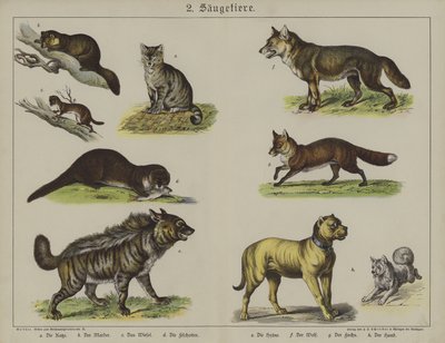 Dyr (farve litho) af German School