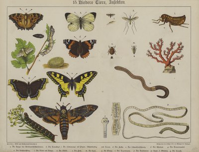 Dyr (farve litho) af German School