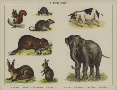 Dyr (farve litho) af German School