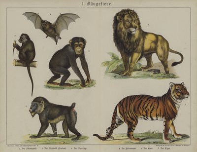 Dyr (farve litho) af German School