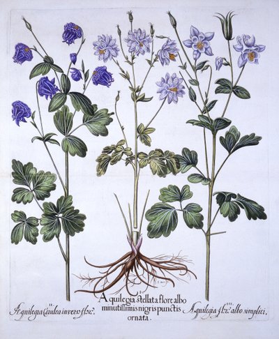 Aquilegia, fra Hortus Eystettensis, af Basil Besler (1561-1629), pub. 1613 (håndfarvet gravering) af German School