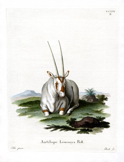 Arabische Oryx von German School