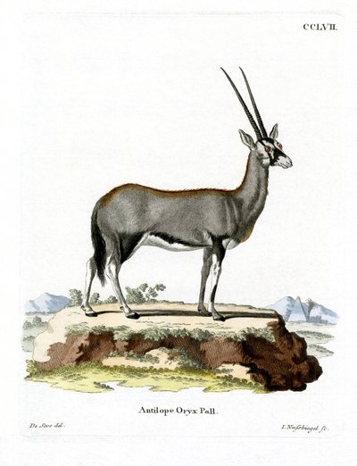Arabian Oryx (farvet gravering) af German School