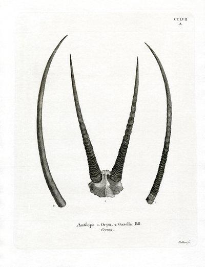 Arabiske Oryx-horn (farvet gravering) af German School