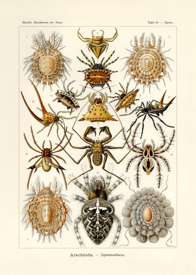 Arachnida, 1899-1904 af German School