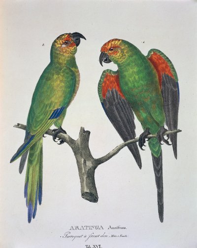 Aratinga Aurifrons (han og hun), tabel XVI fra 