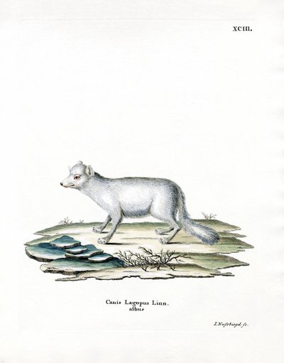 Arctic Fox (farvet indgravering) af German School