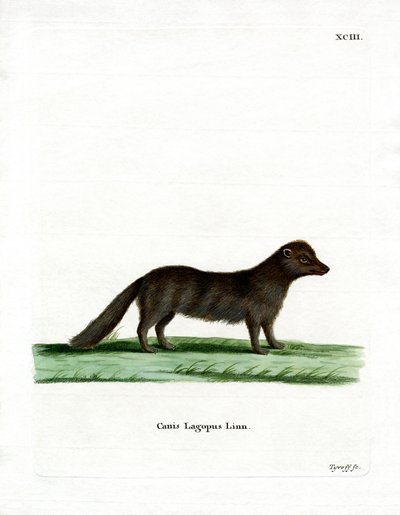 Arctic Fox (farvet gravering) af German School