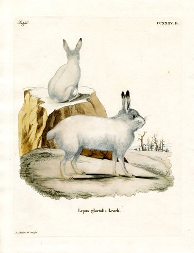 Arctic Hare (farvet indgravering) af German School