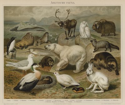 Arktisk fauna af German School