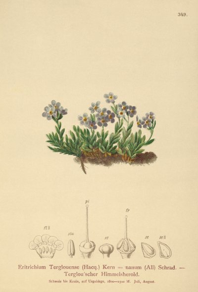 Arktisk forglemmigej (Eritrichium nanum, Eritrichium Terglouense) af German School