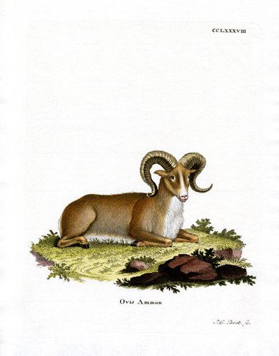 Argali (farvet gravering) af German School