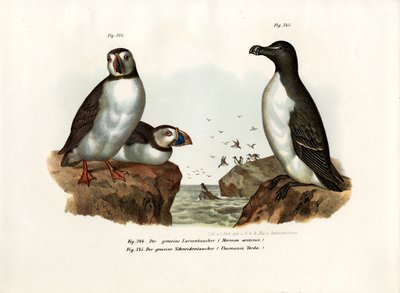 Arktisk Lunde, 1864 af German School