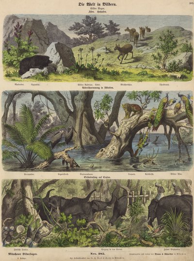 Asien: bjergdyr og planter; oversvømmelser i det østlige Indien; at fange elefanter på Ceylon (farvet indgravering) af German School