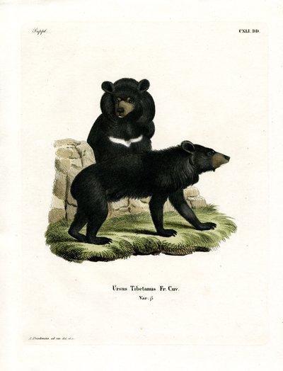 Asian Black Bear (farvet gravering) af German School