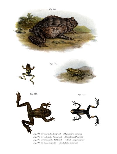 Asian Horned Frog (farve litho) af German School