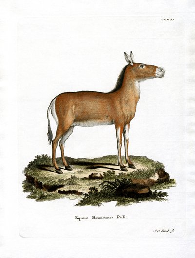 Asian Wild Ass (farvet gravering) af German School