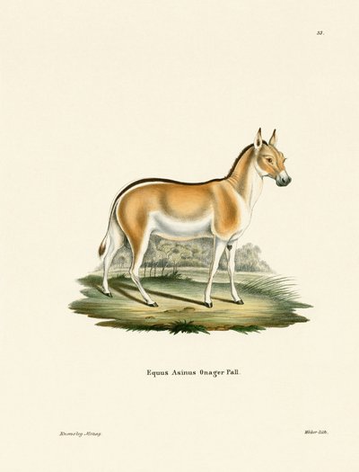 Asian Wild Ass (farvet gravering) af German School