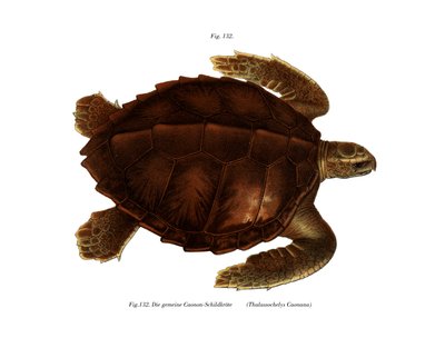 Atlantic Ridley (farve litho) af German School