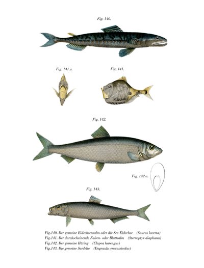 Atlantic Saury (farve litho) af German School