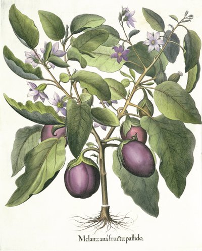 Aubergine: Melanzana bleg frugt, fra Hortus Eystettensis af Basil Besler (1561-1629), pub. 1613 af German School