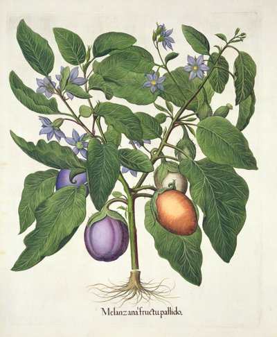 Aubergine: Melanzana fructu pallido, fra Hortus Eystettensis af Basil Besler (1561-1629), pub. 1613 (håndfarvet gravering) af German School