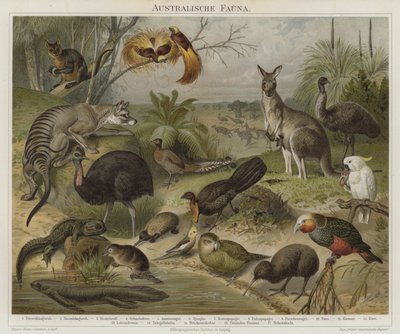 australsk fauna af German School