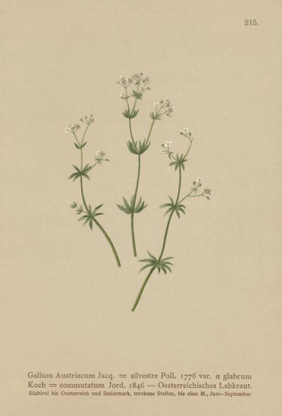 Østrisk strømpeblomst (Galium Austriacum, Galium silvestre (var. glabrum), Galium commutatum). af German School