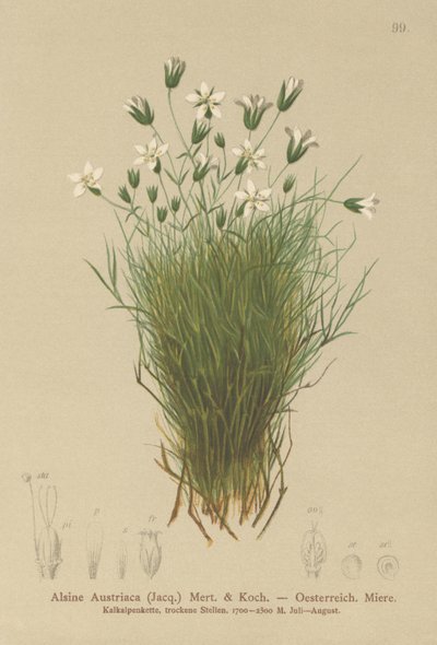 Østrigsk Sandwort (Alsine Austriaca, Minuartia austriaca) af German School