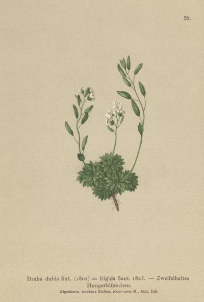Østrigsk hvidgræs (Draba dubia, Draba frigida) af German School
