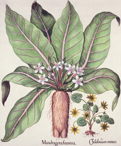 Autumn Mandrake, fra Hortus Eystettensis af Basil Besler (1561-1629) pub. 1613 (håndfarvet gravering) af German School