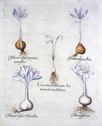 Autumn Snowflake and Meadow Saffrons, fra Hortus Eystettensis, af Basil Besler (1561-1629), pub. 1613 (håndkoloreret gravering) af German School