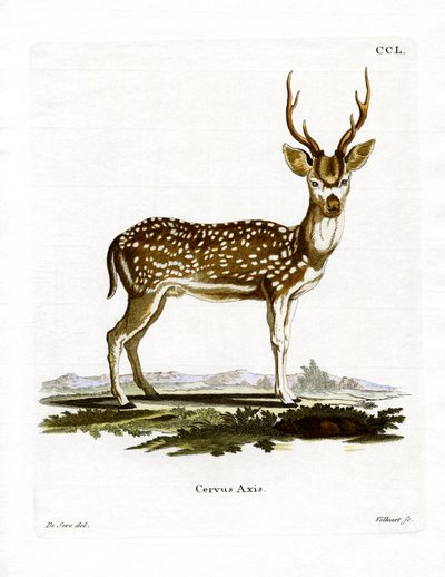 Axis Deer (farvet gravering) af German School