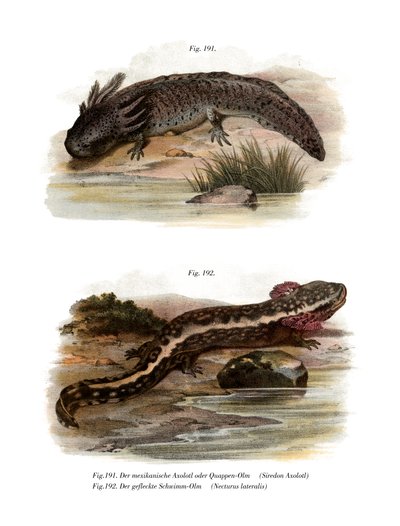 Axolotl (farvedele) af German School