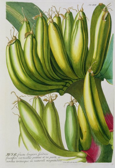 Banan, graveret af Johann Jakob Haid (1704-67) plade 19 fra en botanisk bog, pub. af Augustus Vind af German School