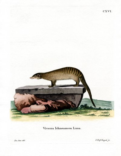 Banded Mongoose (farvet gravering) af German School