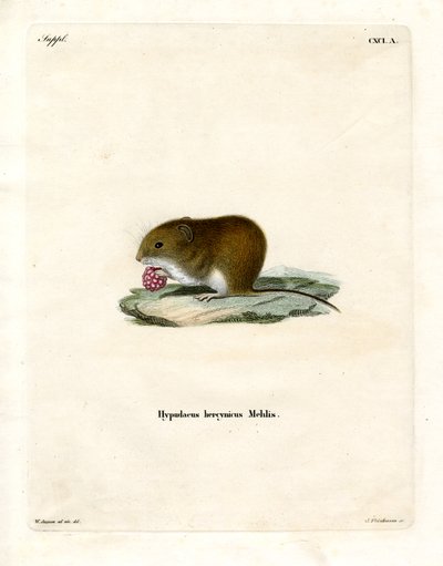Bank Vole (farvet gravering) af German School