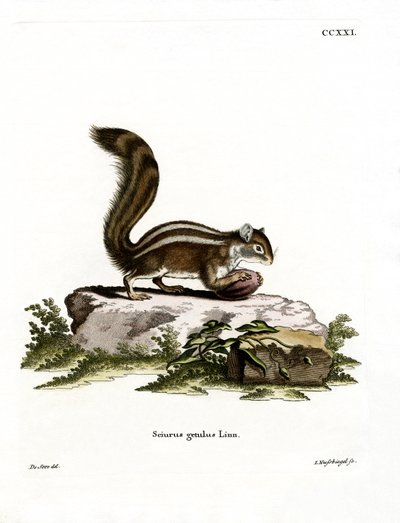 Barbary Ground Squirrel (farvet gravering) af German School