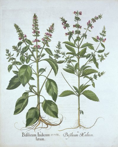 Basil, fra Hortus Eystettensis, af Basil Besler (1561-1629), pub. 1613 (håndkoloreret gravering) af German School