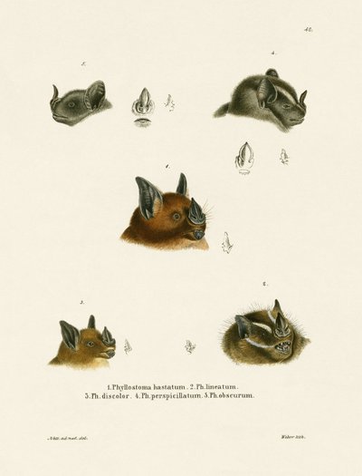 Flagermushoveder (farvet gravering) af German School