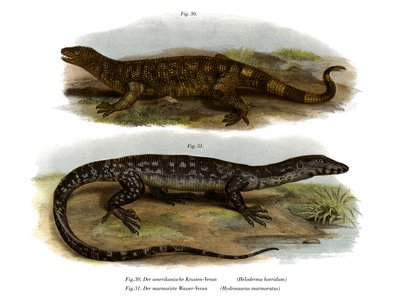 Beaded Lizard (farve litho) af German School
