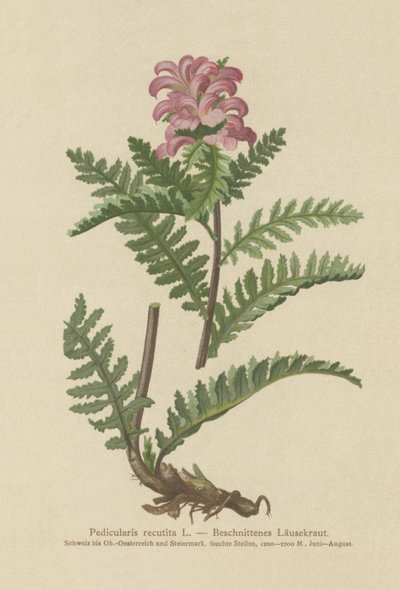 Næbfri rød luseblomst (Pedicularis recutita) af German School