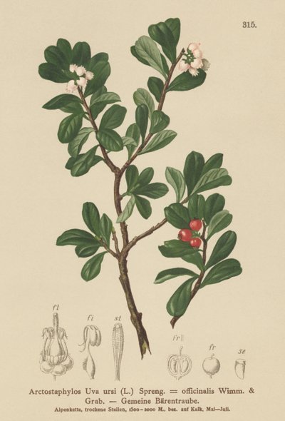 Bjørnebær (Arctostaphylos Uva ursi, Arctostaphylos officinalis) af German School
