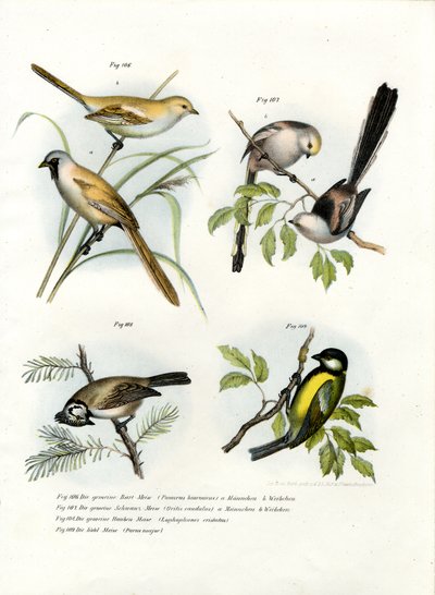 Skæggede papegøjenæb, 1864 af German School