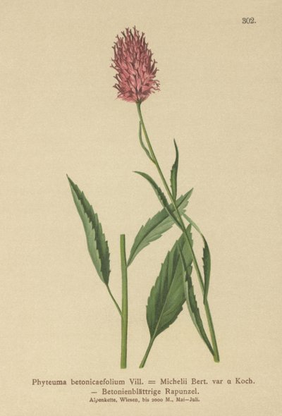 Betonbladet Rampion (Phyteuma betonicaefolium) af German School