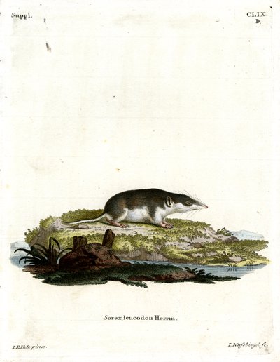 Tofarvet spidsmus (farvet gravering) af German School