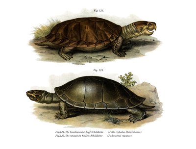 Storhovedet Amazon River Turtle (farve litho) af German School