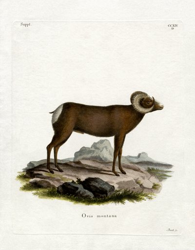Bighorn Sheep (farvet gravering) af German School