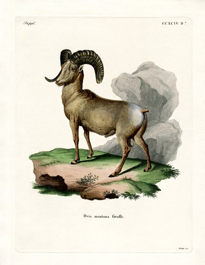 Bighorn Sheep (farvet gravering) af German School