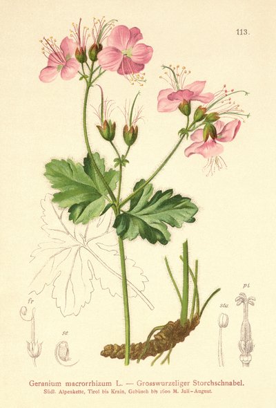 Storrodet pelargonie (Geranium macrorrhizum) af German School